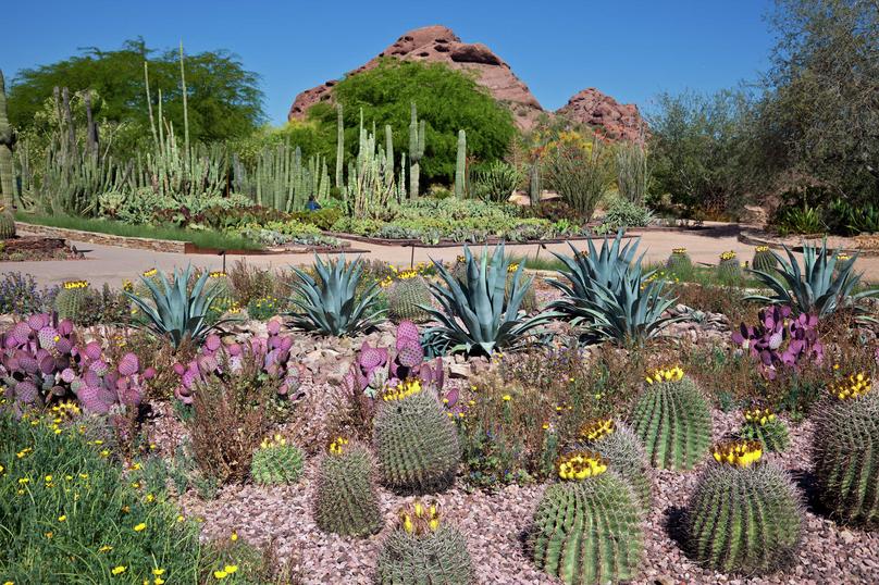 Phoenix, Arizona Botanical Gardens showing barrel cacti, agave plants, and prickly pears
