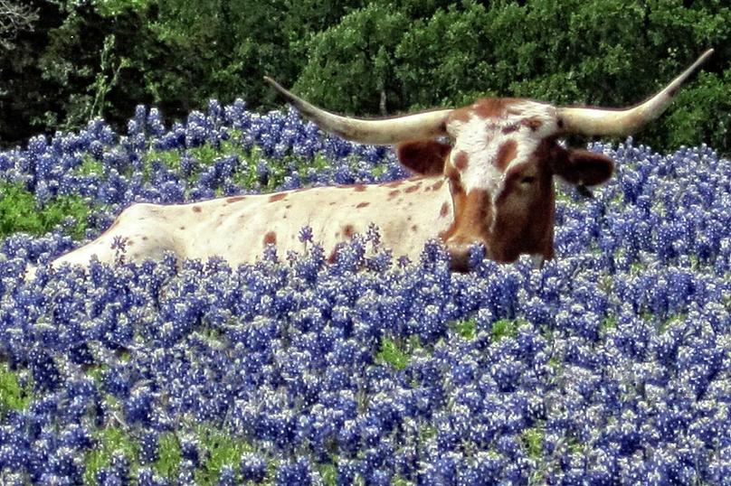 Texas Longhorn cow in the middle of a field of bluebonnets with just his head, horns, and upper back sticking out above the flowers