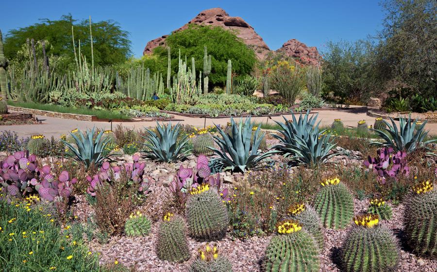Phoenix, Arizona Botanical Gardens showing barrel cacti, agave plants, and prickly pears