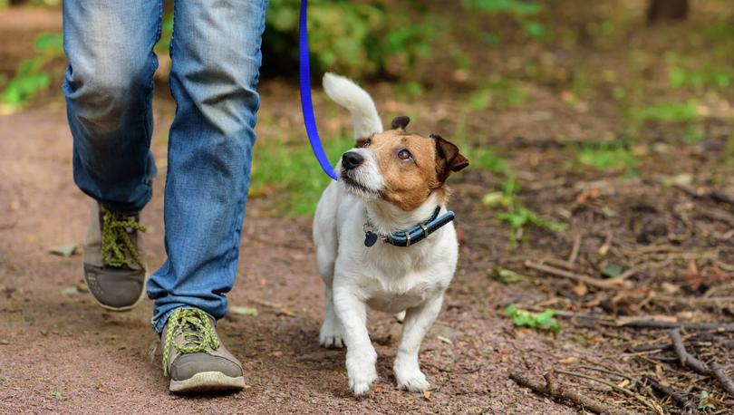 Jack Russell Terrier walking through the forest on a dirt path.