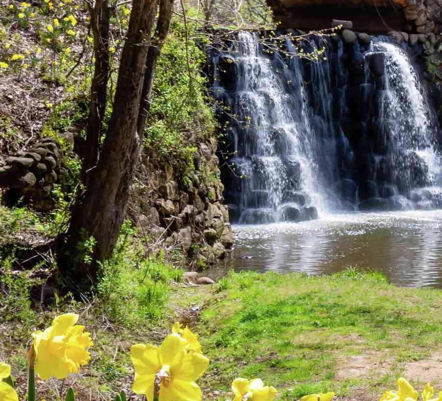 Reynolda Gardens in Winston-Salem, North Carolina park with waterfall feature, bridge, and blooming yellow flowers