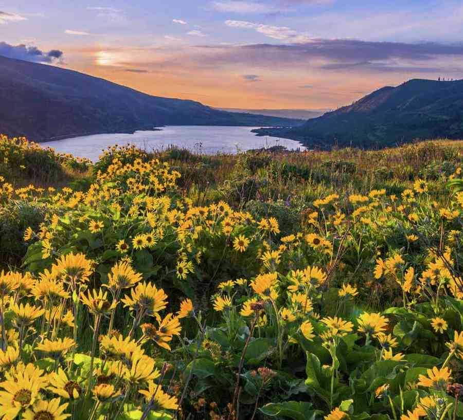Portland, Oregon Columbia River Gorge showing blooming yellow natural flowers, rolling mountains, and the setting sun