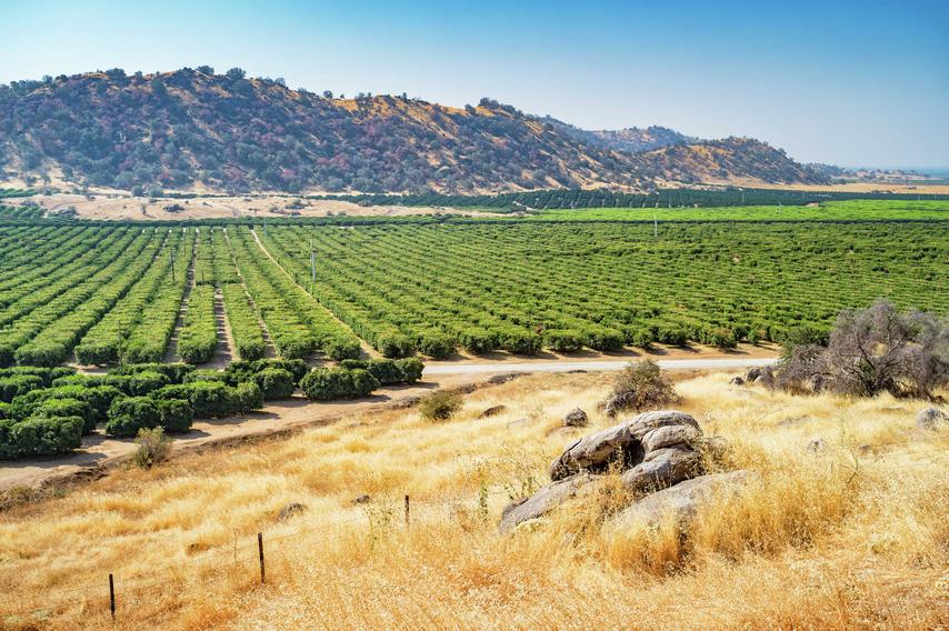 Bakersfield, California orange groves with countless fruit trees, dead tall grass in front, and bushy mountains in the back